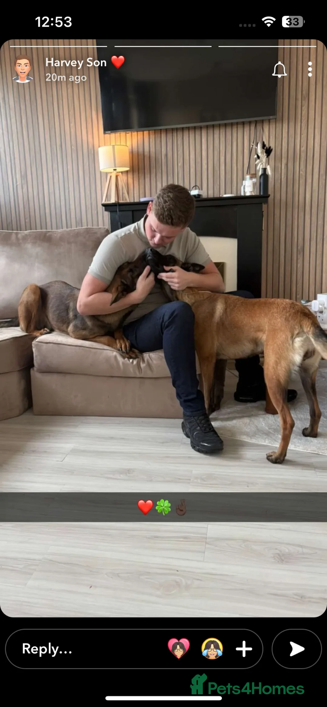 Belgian Shepherd Dog dogs for sale: Ziggy  - Advert 1