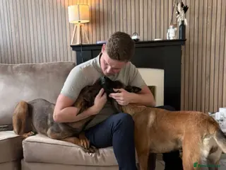 Belgian Shepherd Dog dogs Ziggy - Advert 15