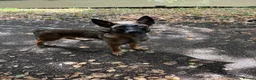 Belgian Shepherd Dog dogs for sale: World Champion Sired Puppies  - Advert 2