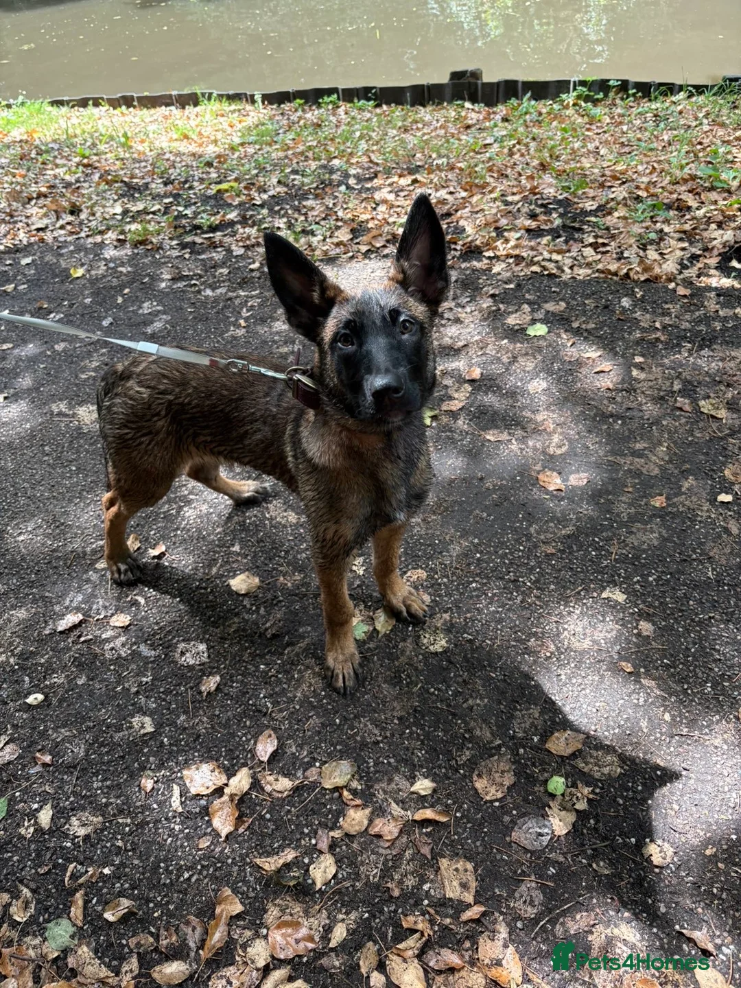 Belgian Shepherd Dog dogs for sale: World Champion Sired Puppies  - Advert 2