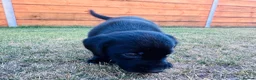 Labrador Retriever dogs for sale: KC Registered Labrador Puppies 🐾🐾🐾 - Advert 11