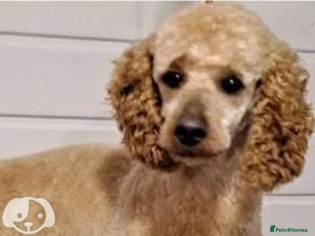 Miniature Poodle dogs for stud: mintiure poodle stud only kc health tested in Ely - Advert 4