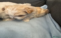 Morkie dogs for sale: Morkie puppies  - Image 11