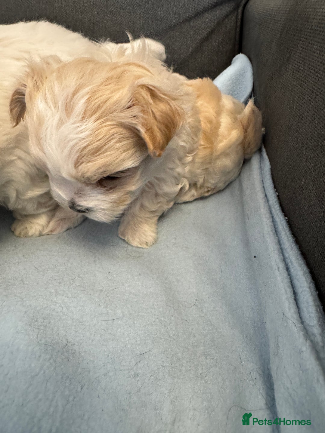Morkie dogs for sale: Morkie puppies  - Image 11