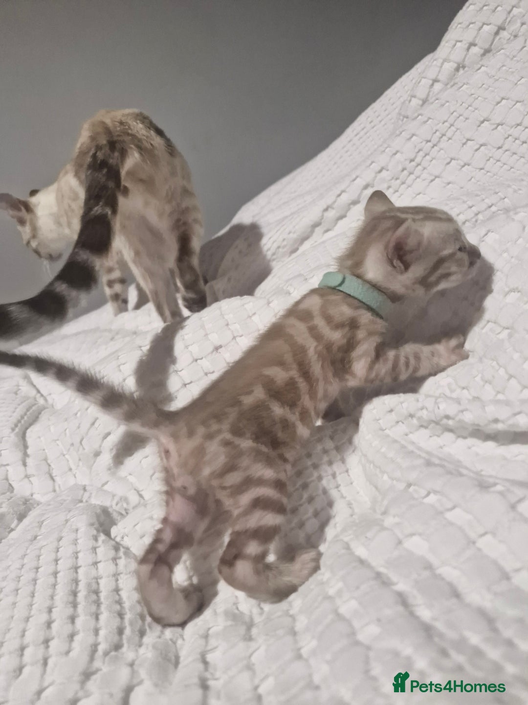 Bengal cats for sale: LAST 1! HEALTH TESTED bengal kittens TICA  - Image 5