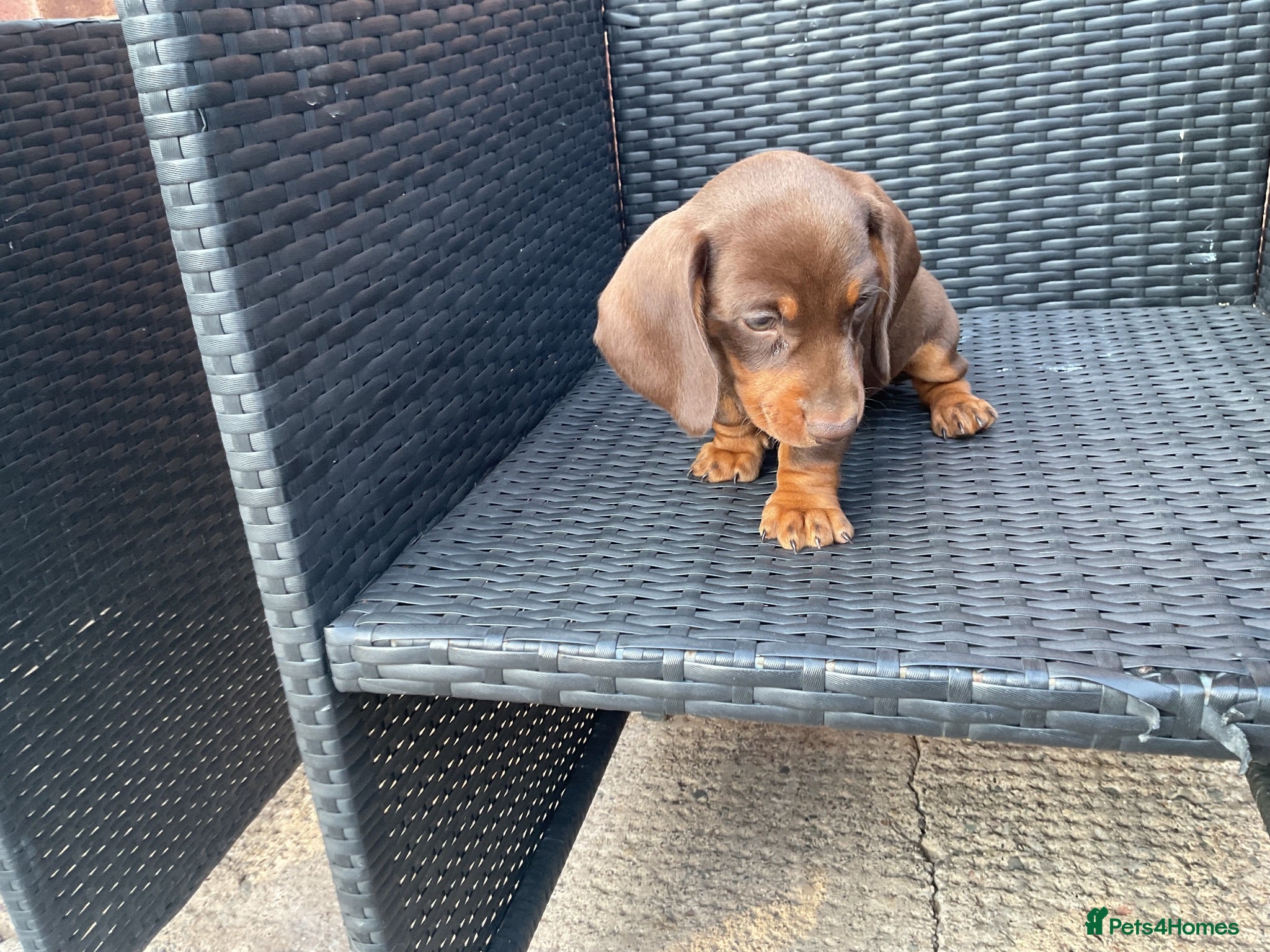 Dachshund dogs Miniature Dachshund puppies for sale  - Advert 2