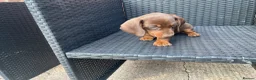 Dachshund dogs for sale: Miniature Dachshund puppies for sale  - Advert 2