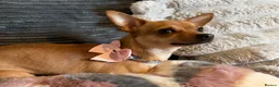 Chihuahua dogs for sale: Peaches & Blossom - Advert 5