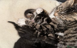 Domestic Shorthair cats for sale: 4 kittens available  - Image 15