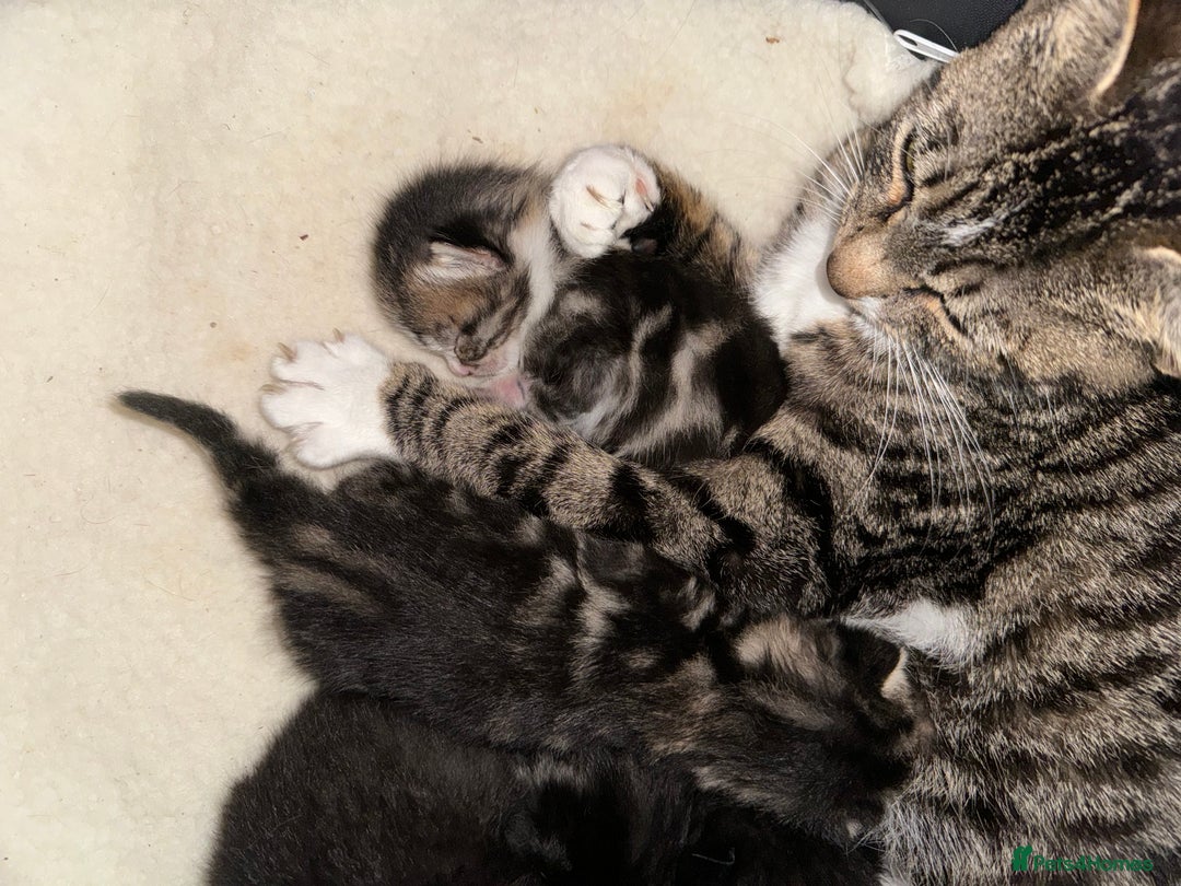 Domestic Shorthair cats for sale: 4 kittens available  - Image 15