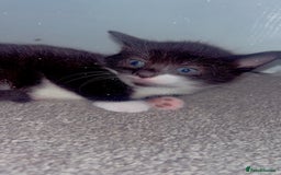 Brazilian Shorthair cats for sale: Beautiful kittens  - Image 6