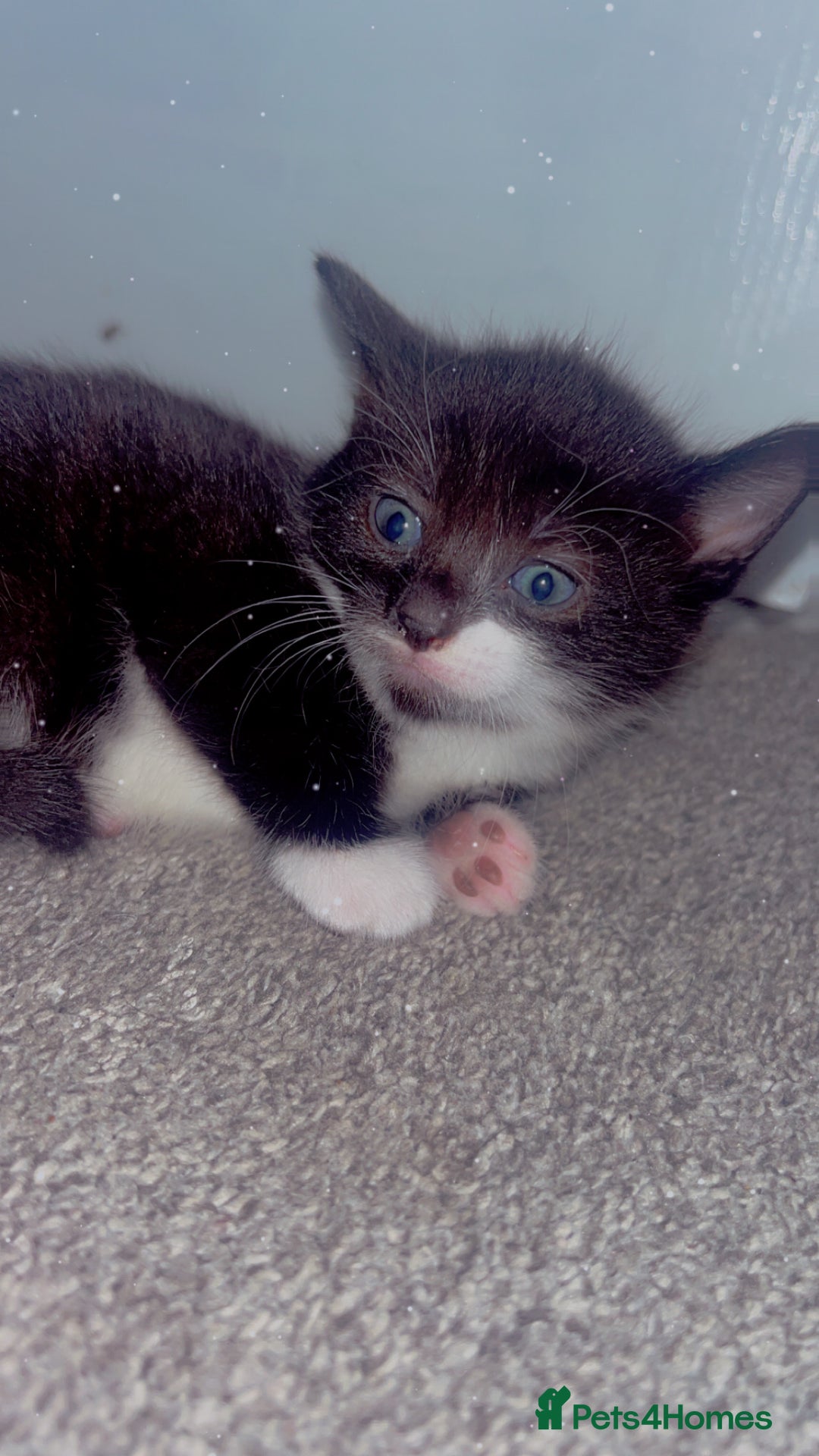 Brazilian Shorthair cats for sale: Beautiful kittens  - Image 6