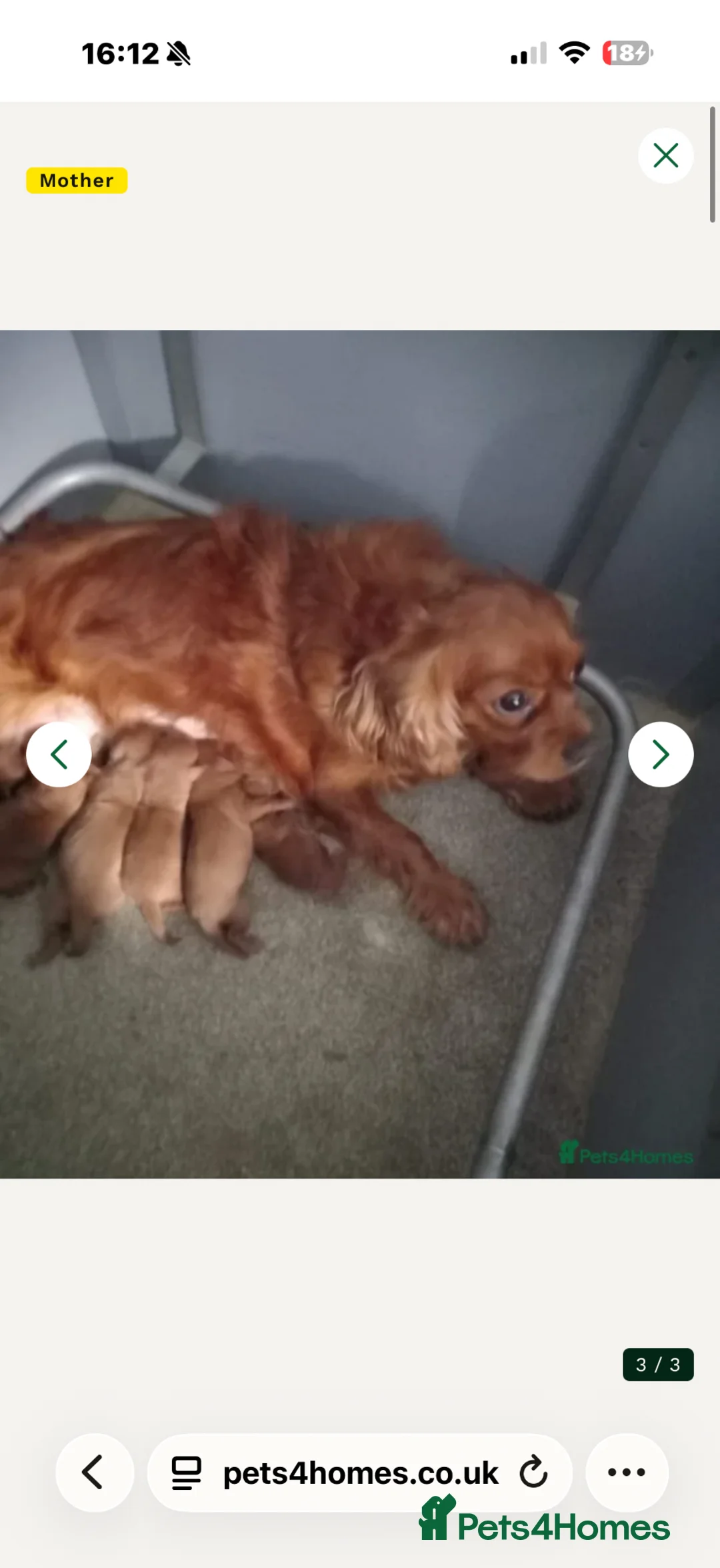 Cavapoo dogs for sale: Ruby ready too collect  - Advert 8