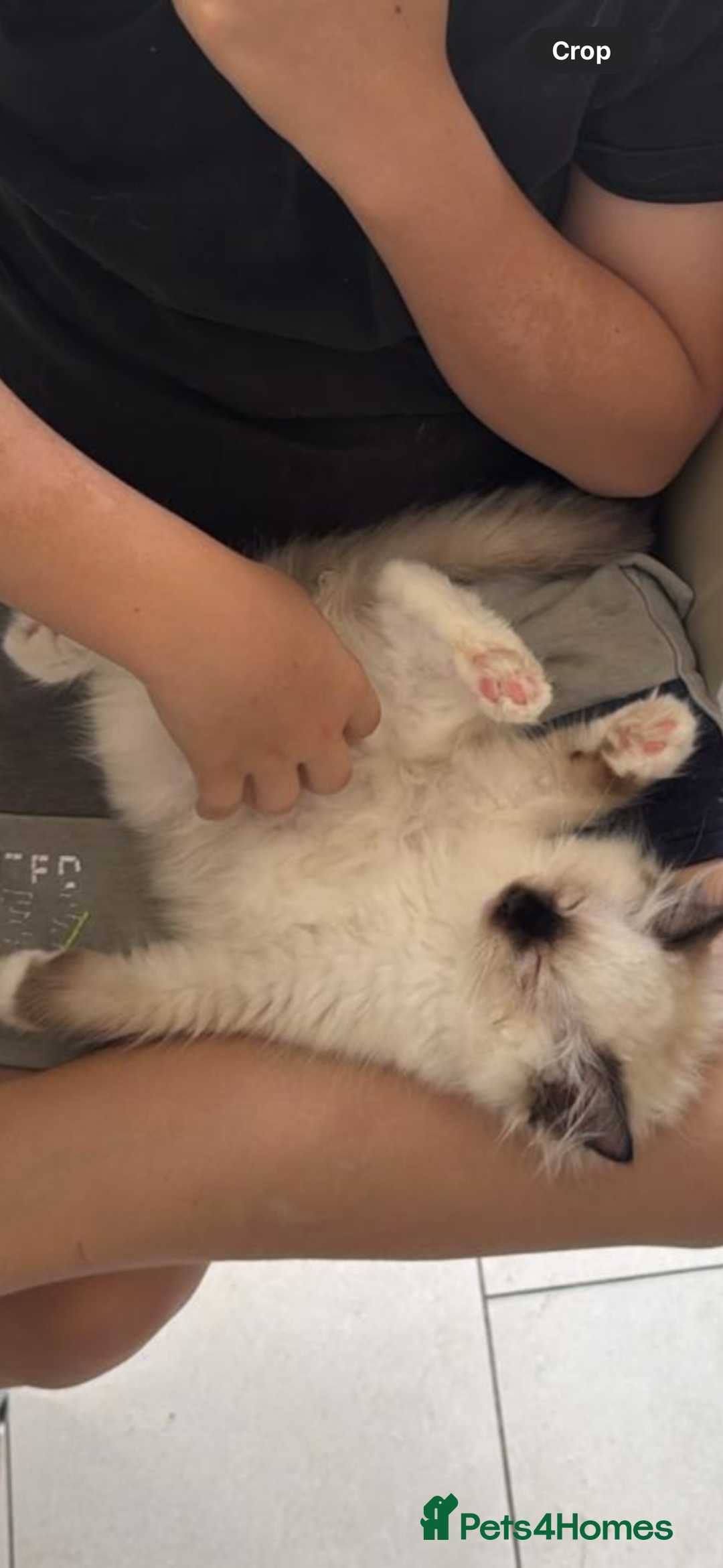 Ragdoll cats for sale: Stunning GCCF reg ragdoll kittens available now  - Image 1