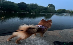 German Spitz dogs for sale: German Spitz - Image 7