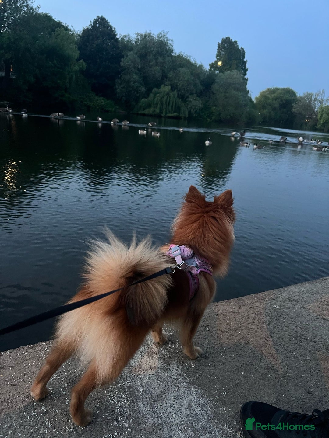 German Spitz dogs for sale: German Spitz - Image 7