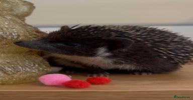 Pygmy Hedgehog rodents - Advert 2