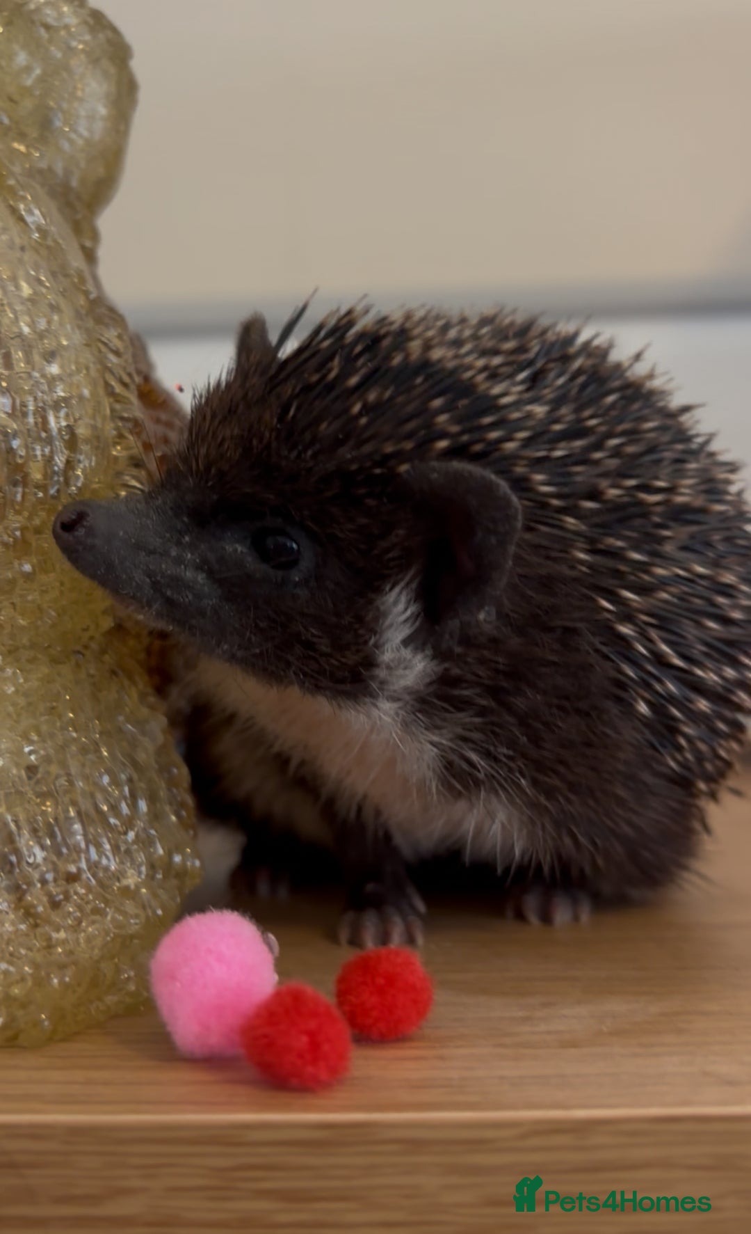 Pygmy Hedgehog rodents for sale: Female Pygmy hedgehog - Image 2