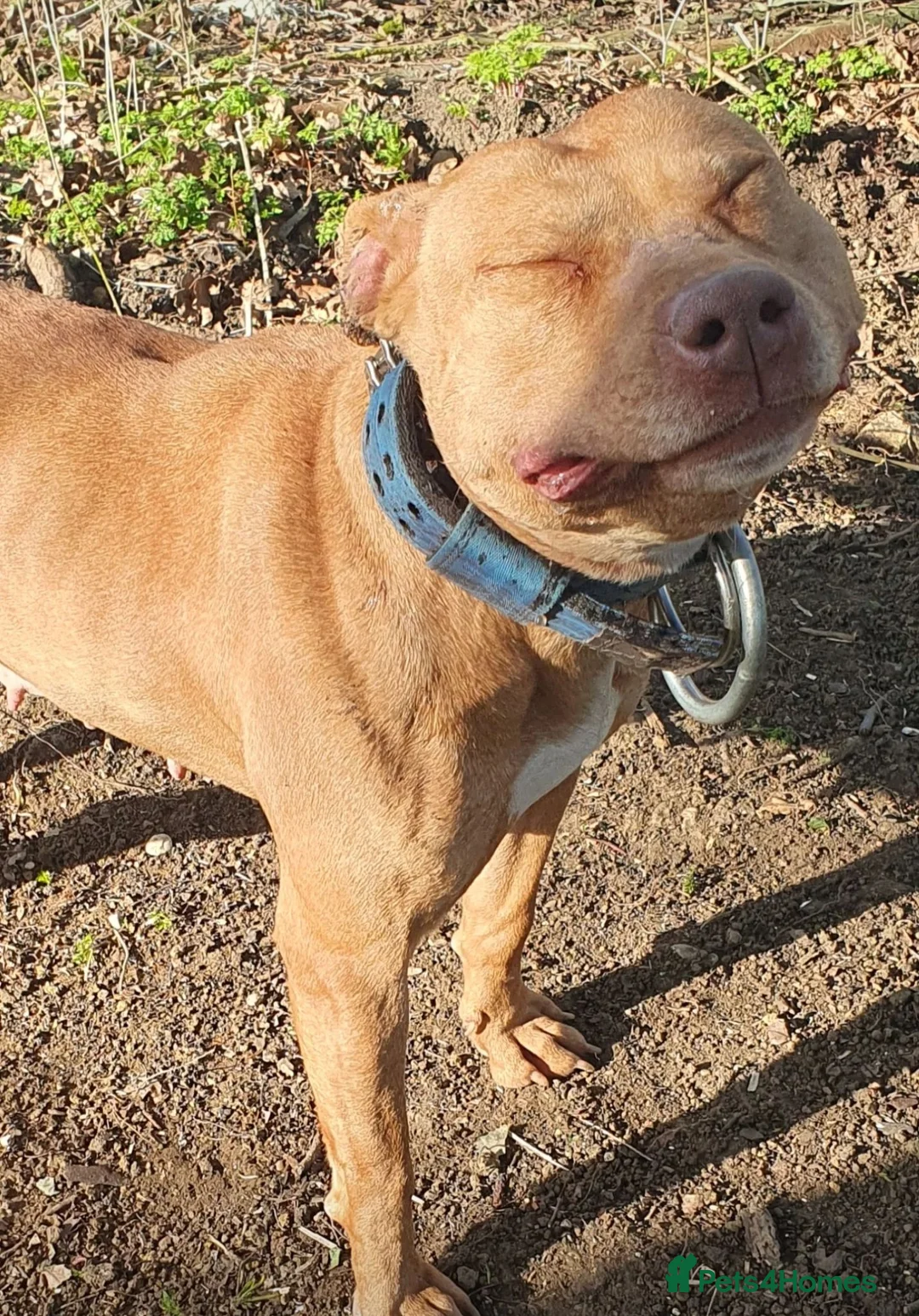Staffordshire Bull Terrier dogs for sale: Irish Staffordshire bull  terrier  in Haverhill - Advert 2