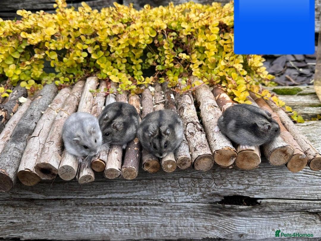 Hamster rodents for sale: Dwarf winter white russian hamsters. Sheffield. - Image 10