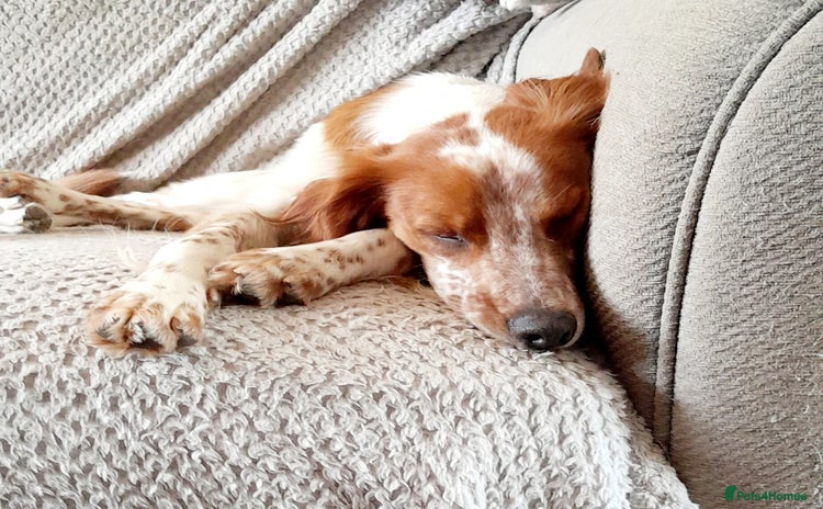 Brittany Spaniel dogs - Advert 1