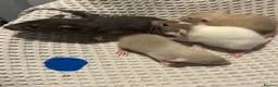 Rat rodents for sale: Baby dumbo rats for sale  - Advert 2
