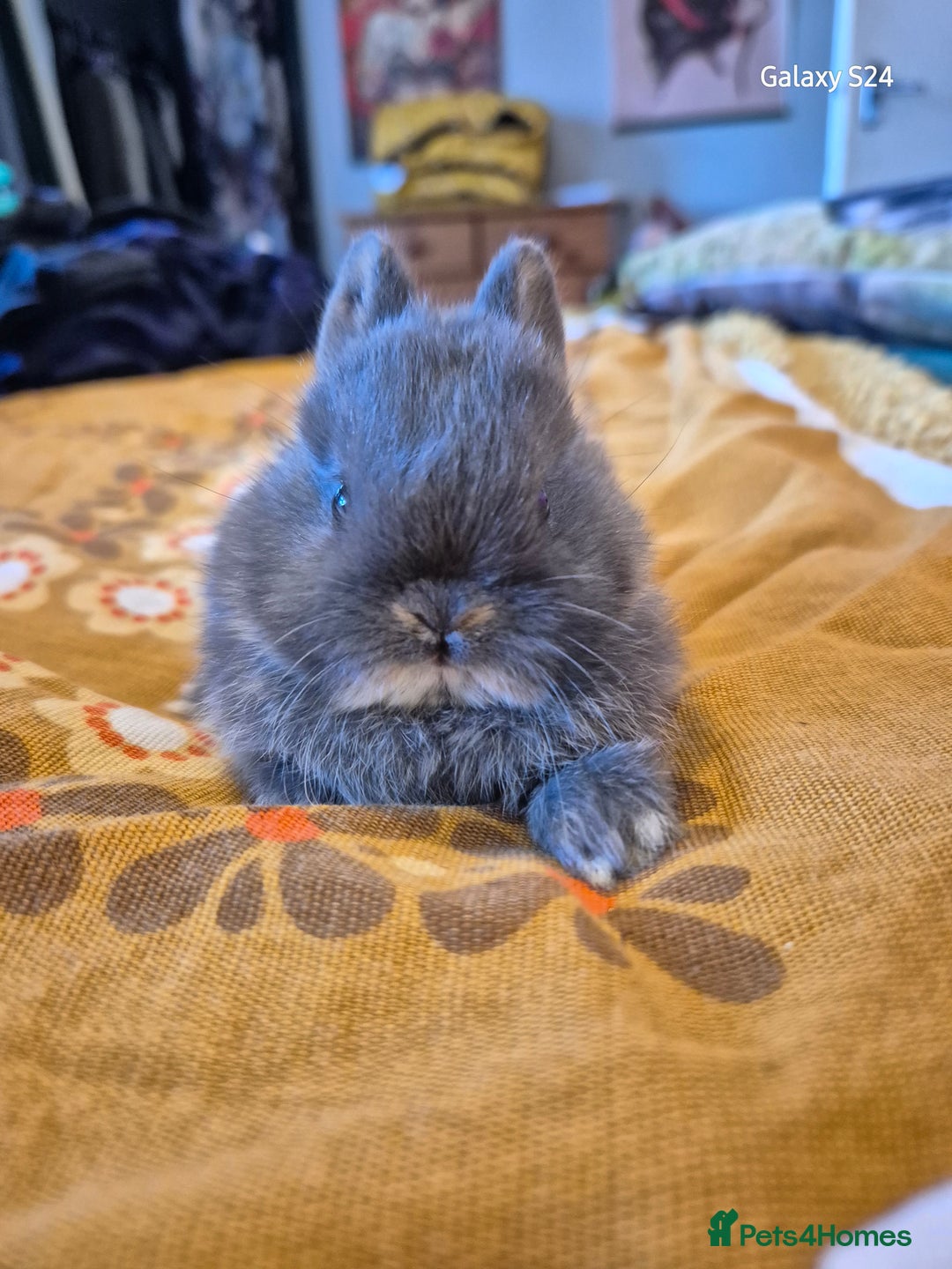Netherland Dwarf rabbits for sale: Netherland dwarf  - Image 6