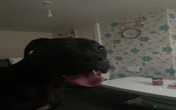 Mixed Breed dogs for sale: Free to good homes crackles and Medusa  - Image 1