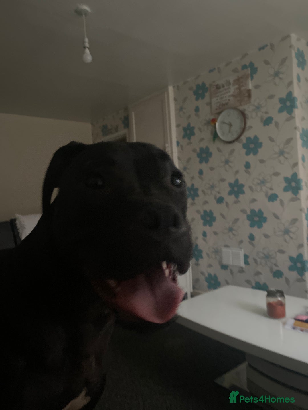 Mixed Breed dogs for sale: Free to good homes crackles and Medusa  - Image 1