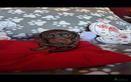 Dachshund dogs for sale: Beautiful Dachshund Puppies - Advert 2