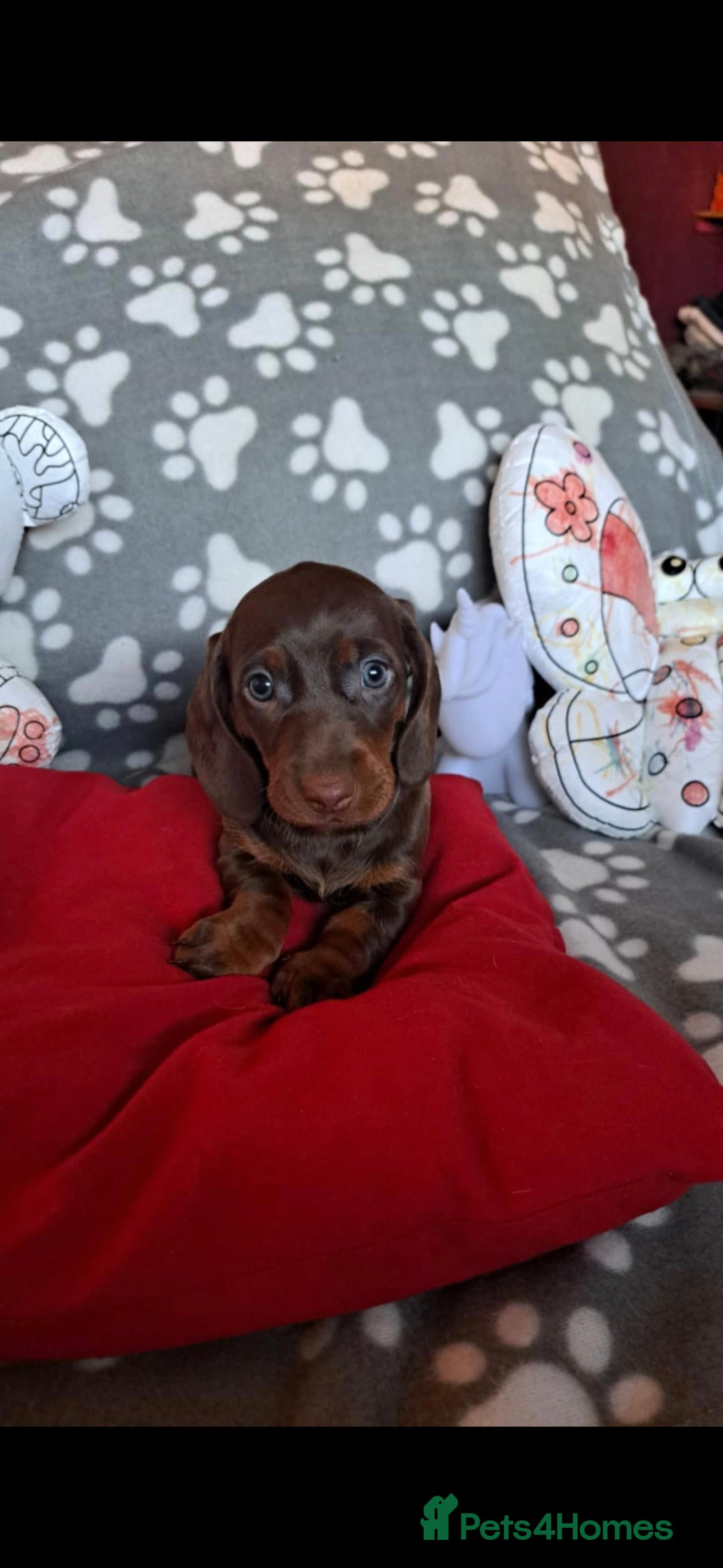 Dachshund dogs for sale: Beautiful Dachshund Puppies - Advert 2