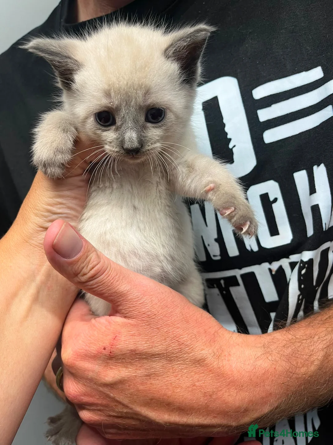 Mixed Breed cats for sale: Gorgeous kittens  in Bristol - Advert 2