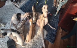 Whippet dogs for sale: Stunning whippet pups - Image 8
