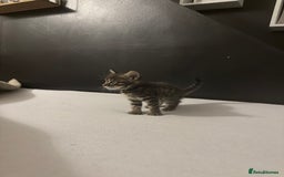 Bengal cats for sale: Cute bengal kittens for sale  - Image 14