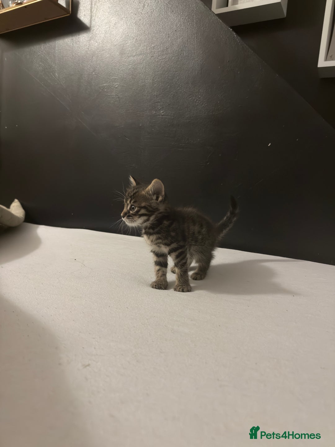 Bengal cats for sale: Cute bengal kittens for sale  - Image 14