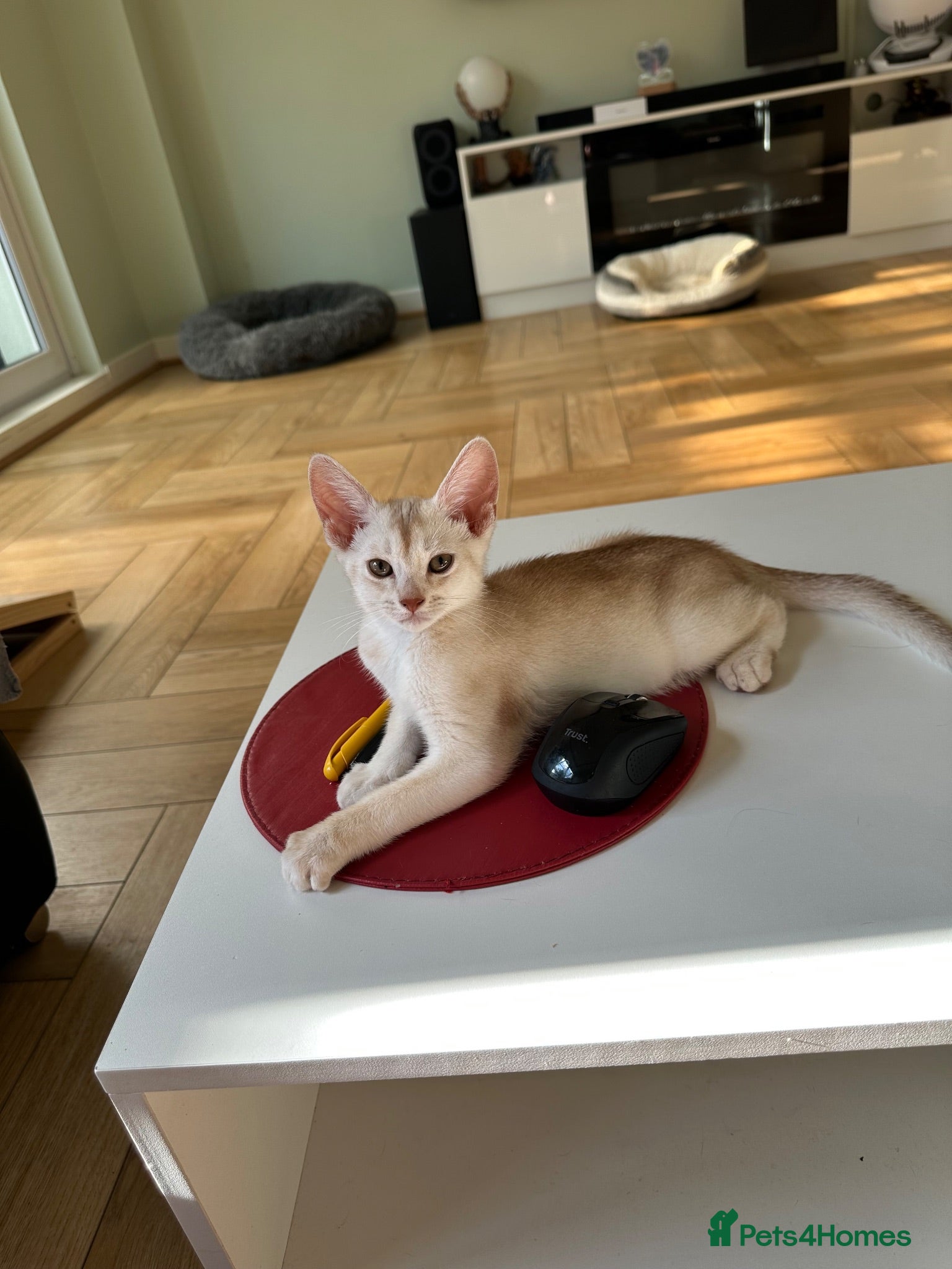 Abyssinian cats Silver Abyssinian kittens  - Advert 14