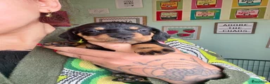 Dachshund Puppy 2
