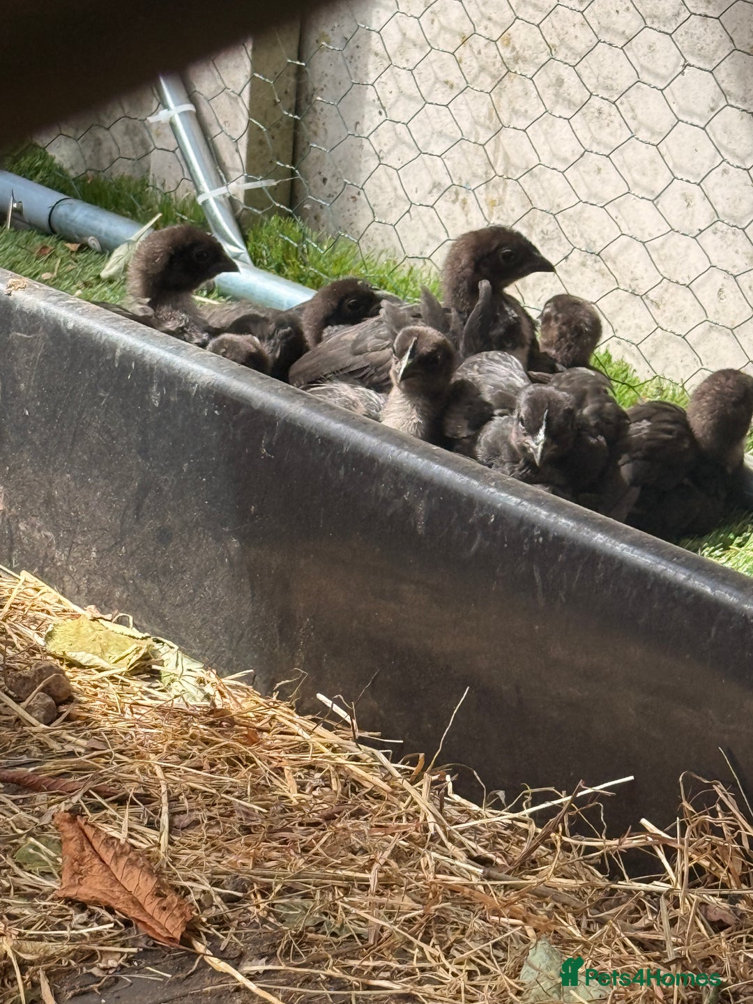Chickens poultry for sale: Silkies,Bantam oldenglish game,bantam gold Welbar  - Image 5