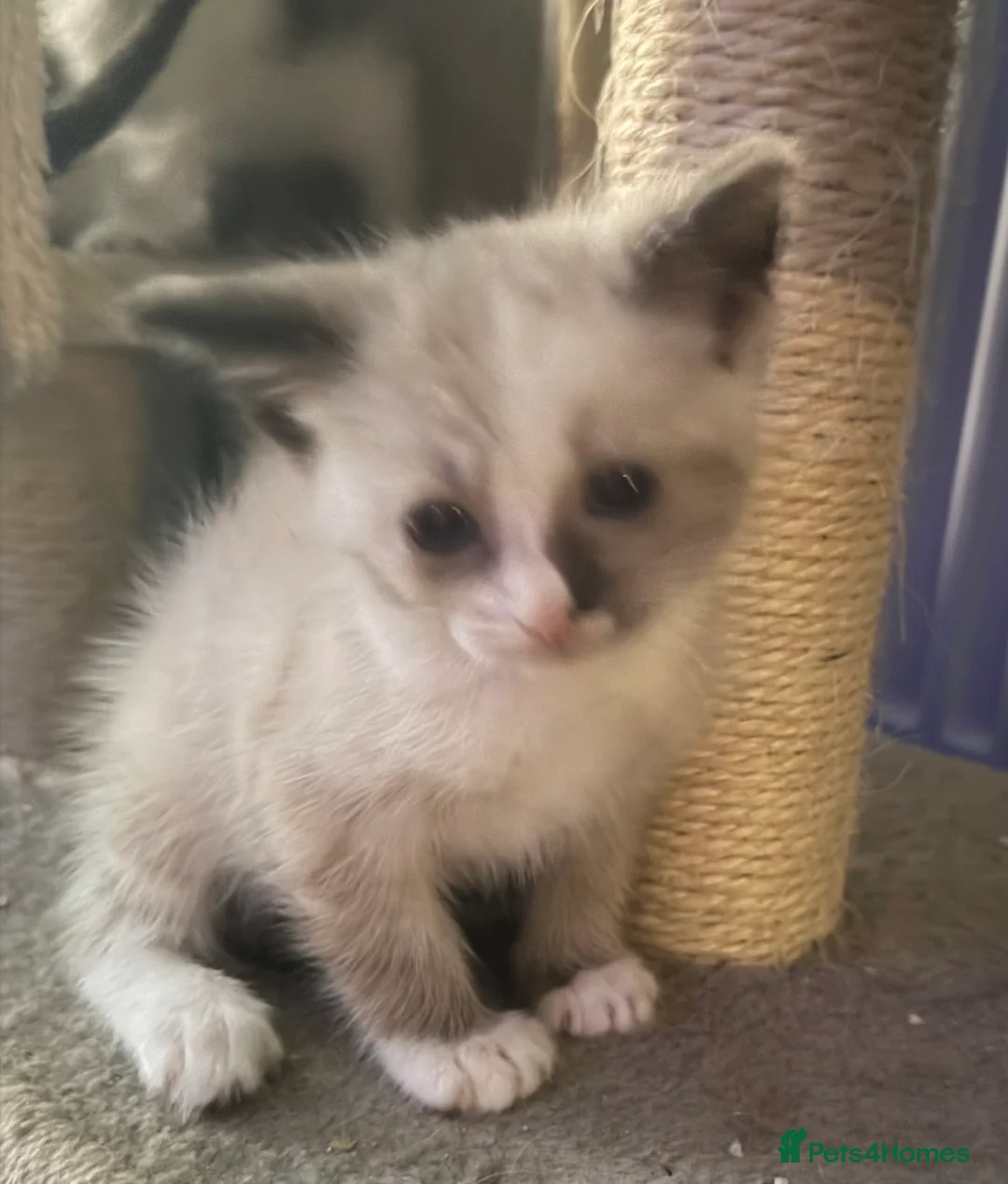 Mixed Breed cats for sale: Two beautiful kittens  - Advert 2
