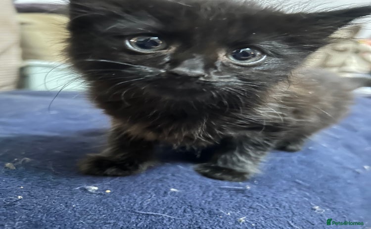 Norwegian Forest Cat cats - Advert 1