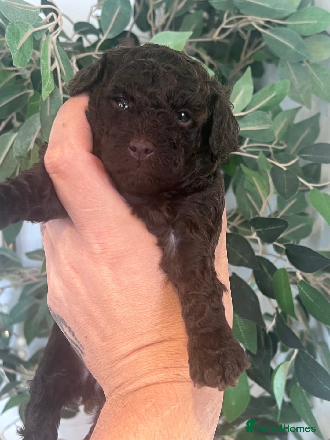Miniature Poodle dogs for sale: MARLE miniature poodles - Image 7