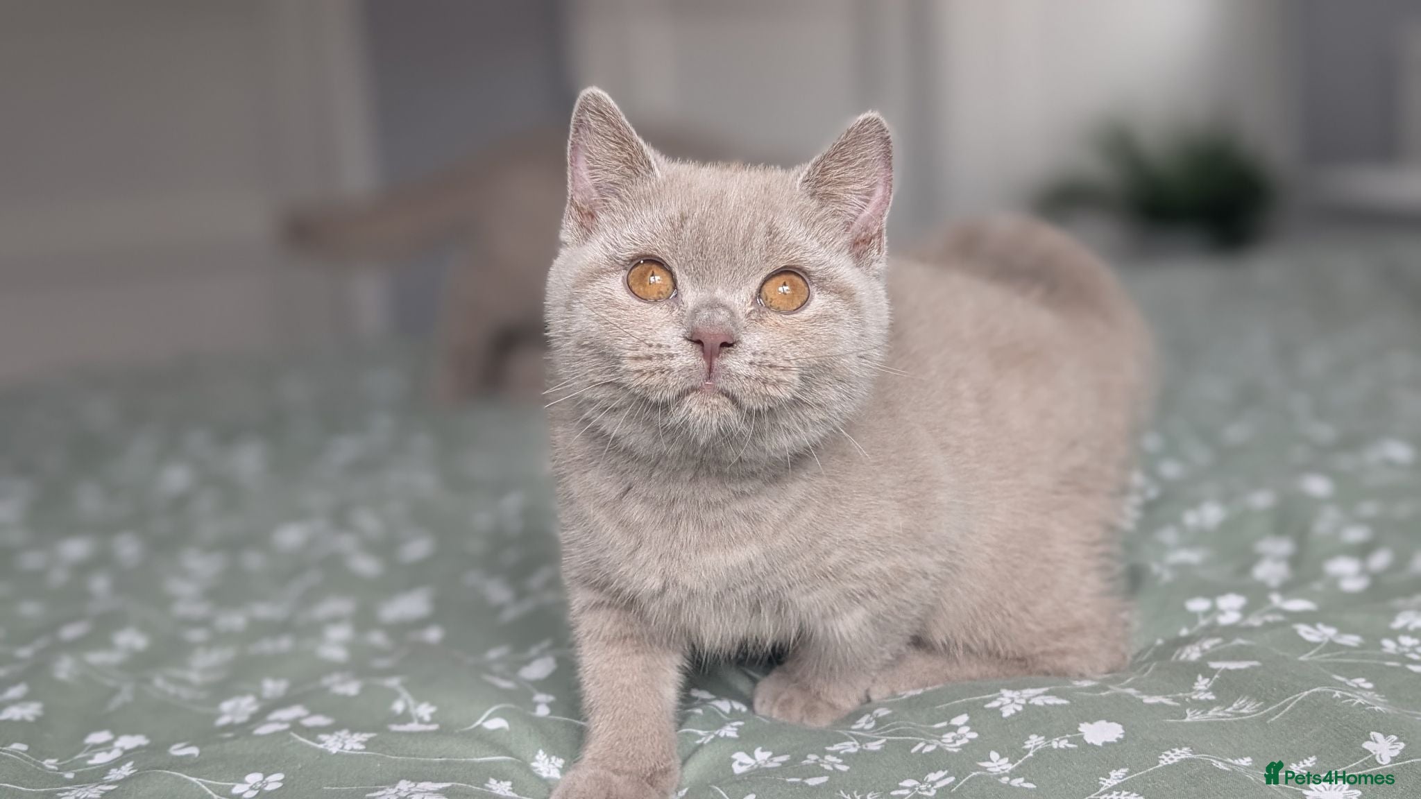 British Shorthair cats Ready Now 🐾❤️Last Kitten Remaining  - Advert 2