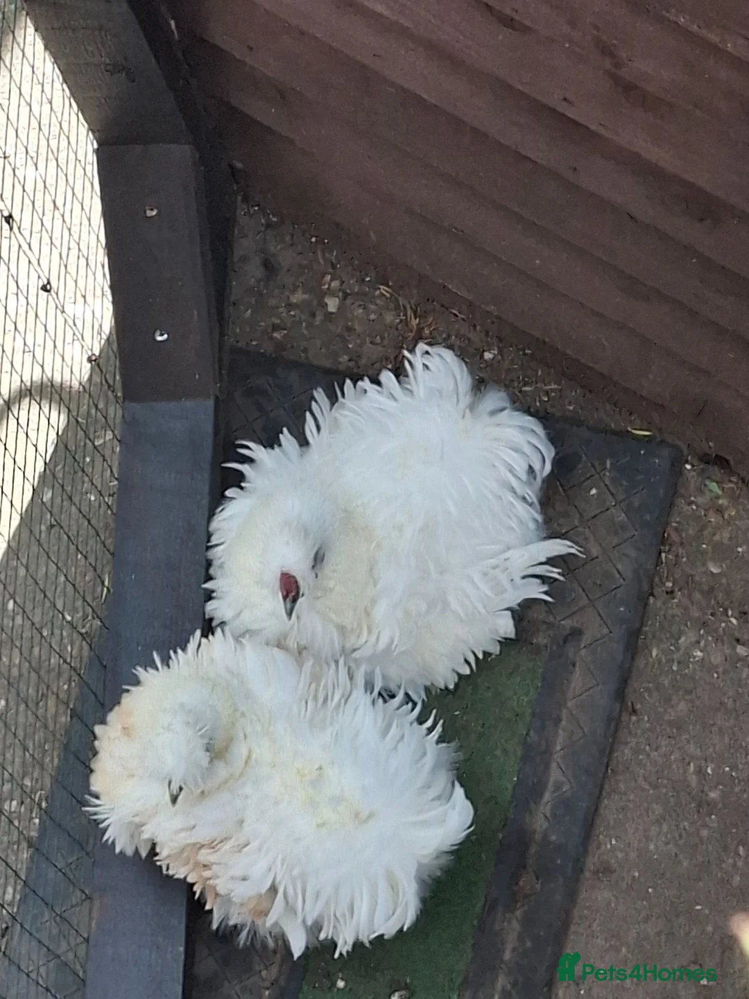 Chickens poultry for sale: silky in Leicester - Advert 1