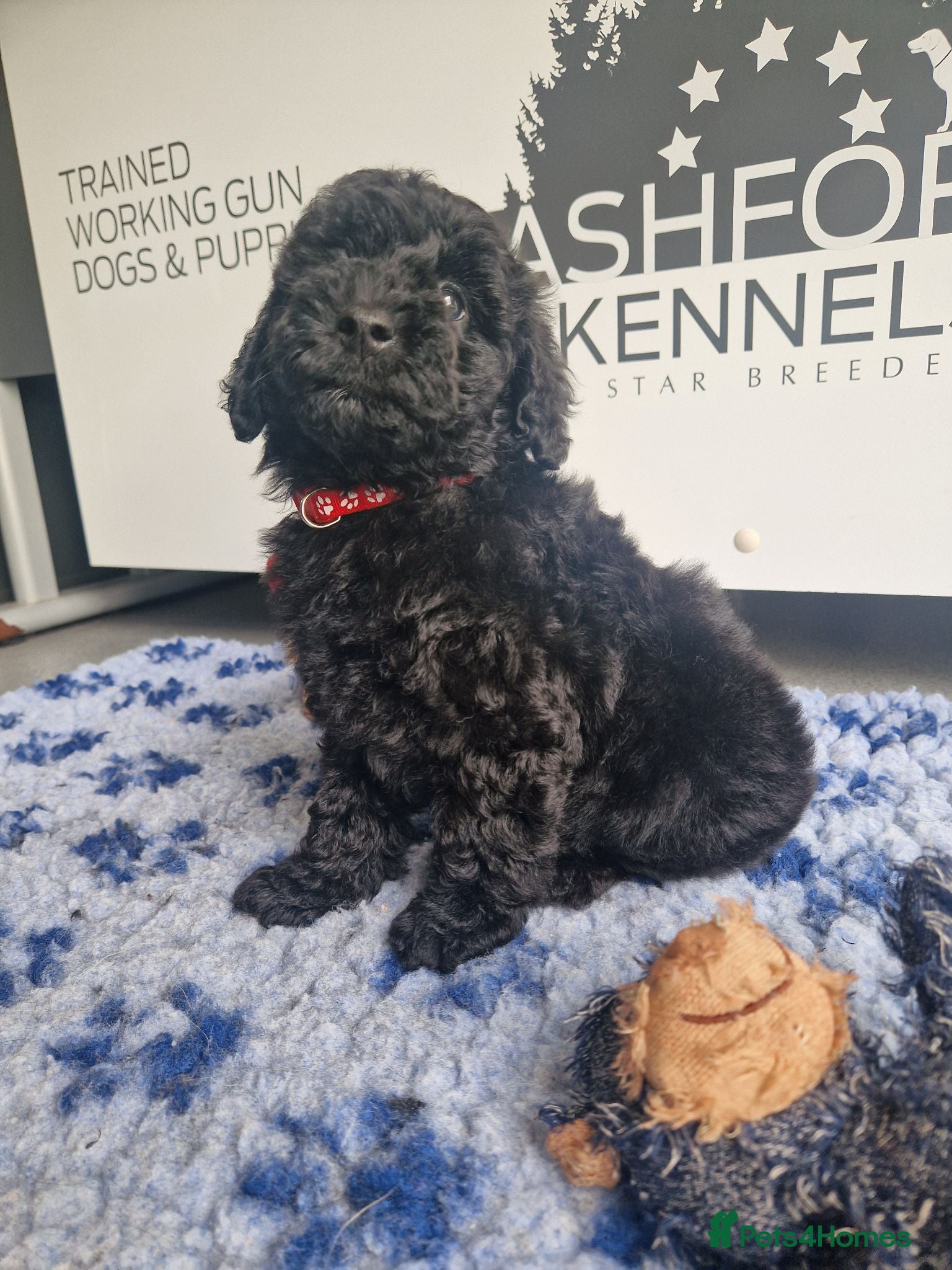 Miniature Poodle dogs 💥LAST GIRL BLACK CARRYING PHANTOM/PARTI POODLE💥 - Advert 12