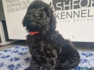Miniature Poodle dogs 💥LAST GIRL BLACK CARRYING PHANTOM/PARTI POODLE💥 - Advert 1