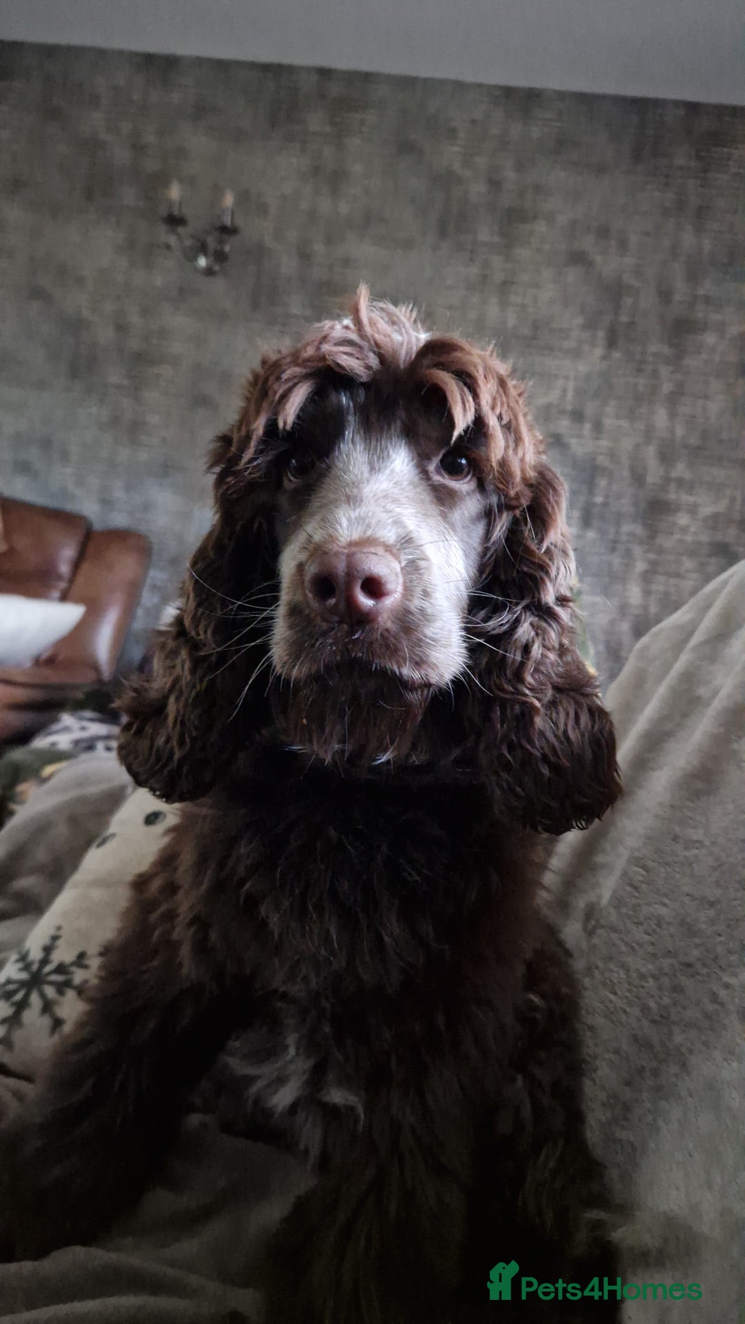 Cocker Spaniel dogs for sale: KC REG CHUNKY GORGEOUS COCKER PUPS - Advert 9