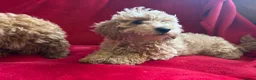 Cavapoo dogs for sale: Cavapoo in Yeovil - Advert 3