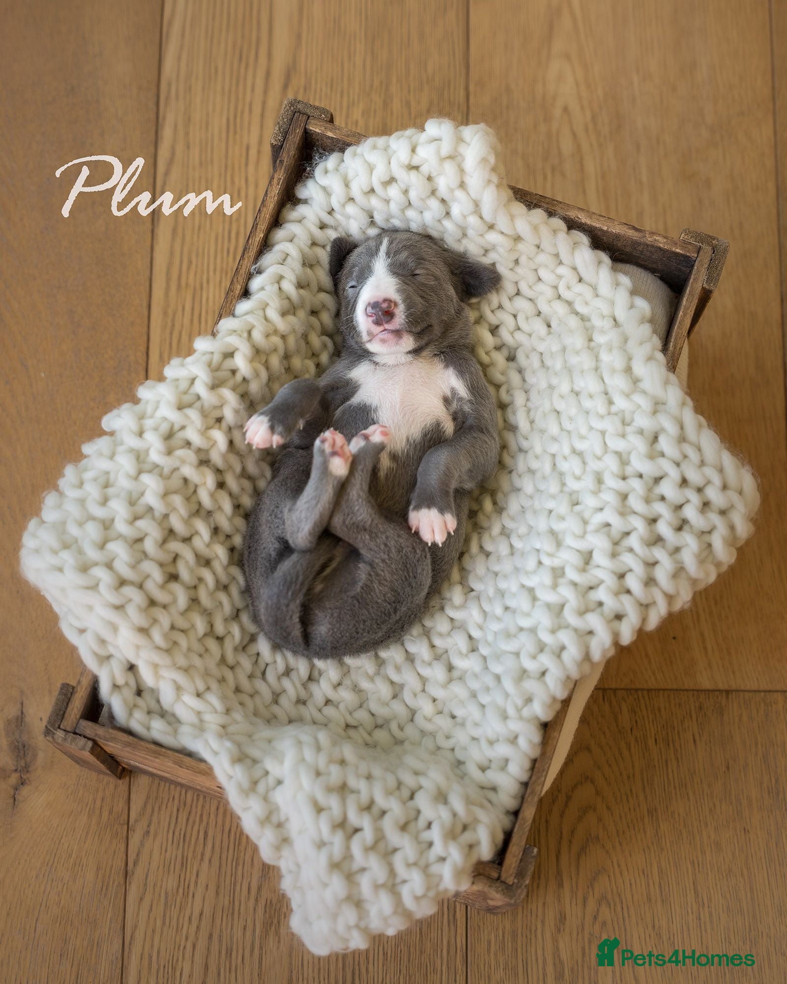 Whippet dogs KC Reg Whippet Pups-Heart Tested Clear Parents - Advert 10