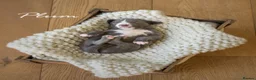 Whippet dogs for sale: KC Reg Whippet Pups-Heart Tested Clear Parents - Advert 3