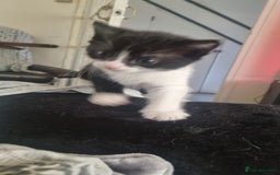 Mixed Breed cats for sale: Kittens for sale beautiful  - Image 3